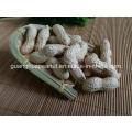 Best Quality Peanut in Shell New Crop Groundnut in Shell